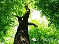 【博皓感悟】欲為大樹(shù)，莫與草爭(zhēng)